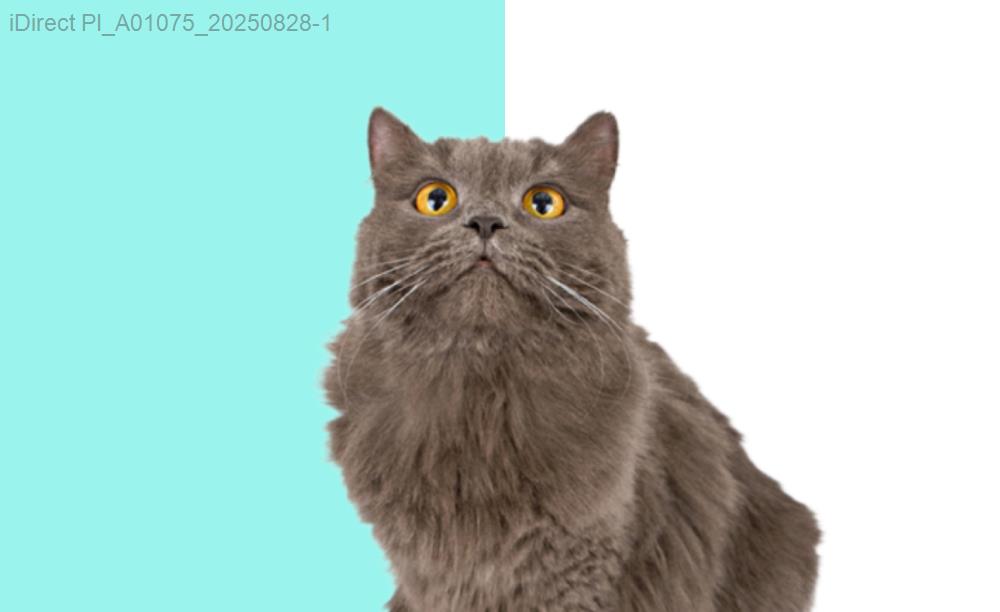 完美選擇！2023年最受推薦的十大寵物美容店大公開